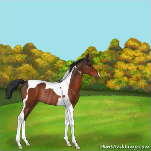 Horse Color:Brown Tobiano Rabicano 