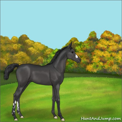 Horse Color:Black 