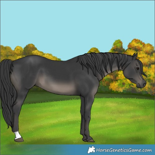 Horse Color:Black 