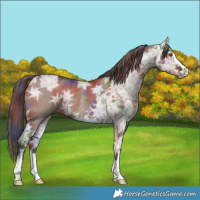 Horse Color:Nacre Liver Red Dun Ice Rabicano 