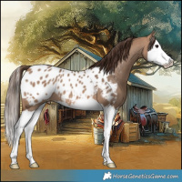 Horse Color:Bay Dun Splash Appaloosa 