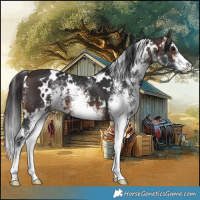 Horse Color:White Spotted Brown 