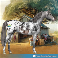 Horse Color:White Spotted Brown Appaloosa 