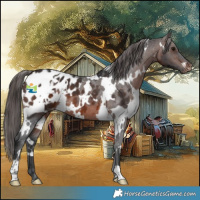 Horse Color:White Spotted Brown Appaloosa 