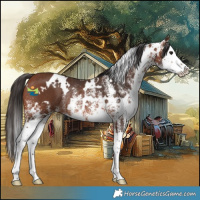 Horse Color:White Spotted Bay Splash Rabicano 