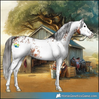 Horse Color:White Spotted Bay Splash Rabicano
