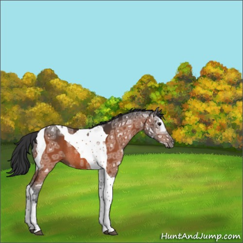 Horse Color:Bay Ice Tobiano Rabicano 