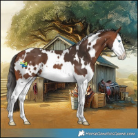 Horse Color:White Spotted Bay Splash 