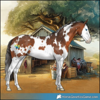 Horse Color:White Spotted Bay Splash 