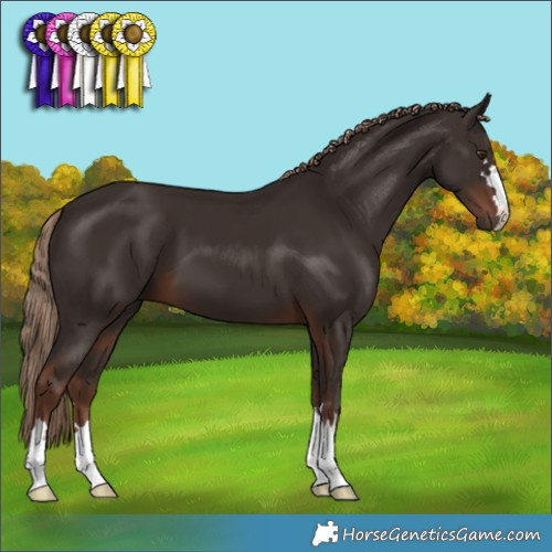 Horse Color:Liver Chestnut 