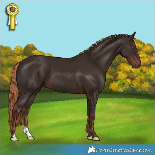 Horse Color:Liver Chestnut 