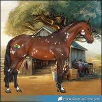 Horse Color:White Spotted Bay 