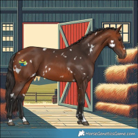 Horse Color:White Spotted Bay 