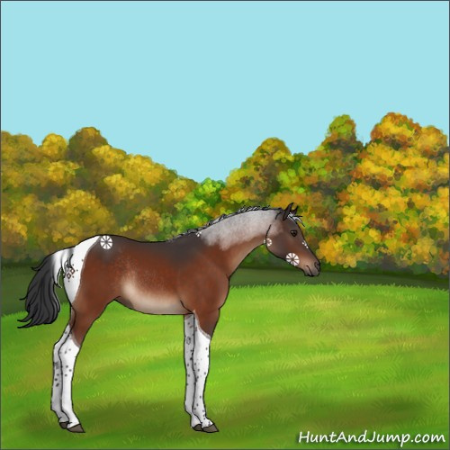 Horse Color:Brown Tobiano Rabicano 