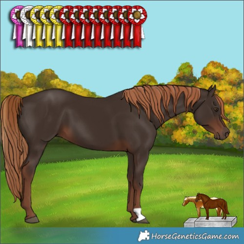 Horse Color:Liver Chestnut 