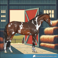 Horse Color:White Spotted Bay