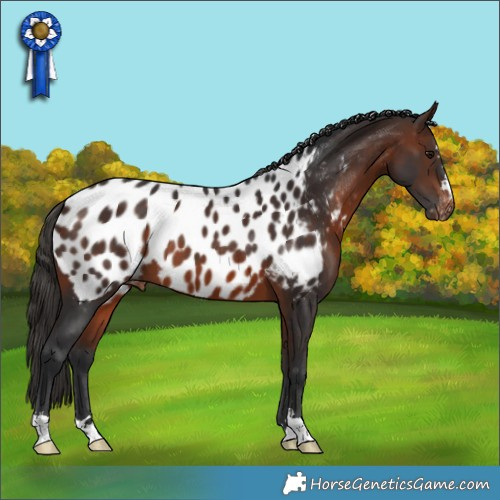 Horse Color:Brown Appaloosa 
