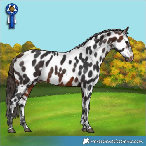 Horse Color:Brown Appaloosa 