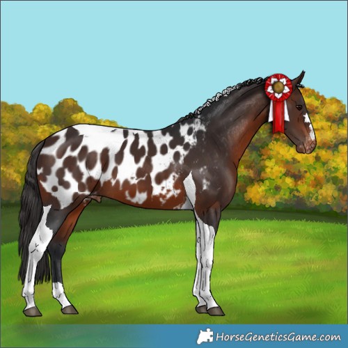 Horse Color:Brown Tobiano Appaloosa 