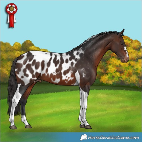 Horse Color:Brown Tobiano Appaloosa 