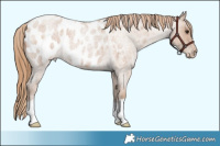 Horse Color:Blue Roan Pearl Appaloosa 
