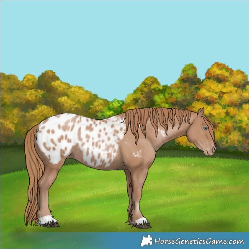 Horse Color:Black Pearl Appaloosa Rabicano 