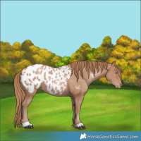 Horse Color:Black Pearl Appaloosa Rabicano 