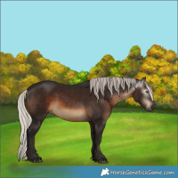Horse Color:Gray Silver Brown Rabicano 
