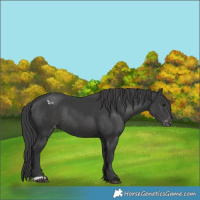 Horse Color:Black Appaloosa Rabicano 
