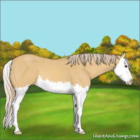 Horse Color:Palomino Dun Splash 