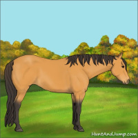 Horse Color:Buckskin
