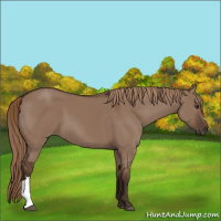 Horse Color:Liver Red Dun 