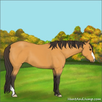Horse Color:Buckskin 