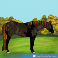 Horse Color:Void Painted White Spotted Midnight Buckskin Splash Tobiano Rabicano 