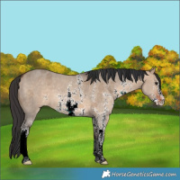 Horse Color:Bay Dun Sabino 