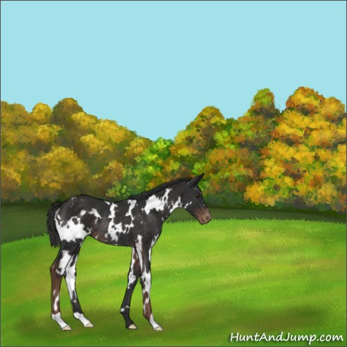 Horse Color:White Spotted Liver Chestnut Appaloosa Rabicano 