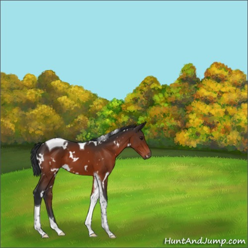 Horse Color:White Spotted Brown Tobiano 