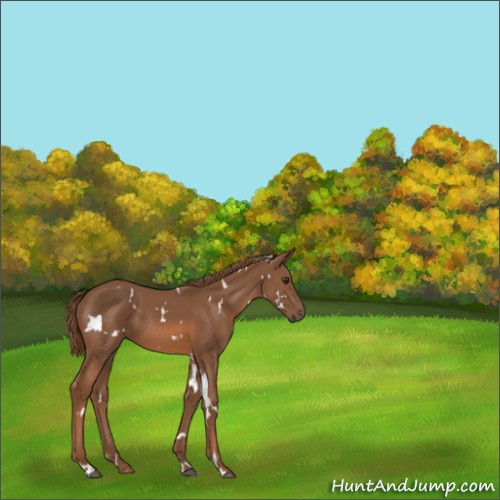 Horse Color:White Spotted Chestnut 
