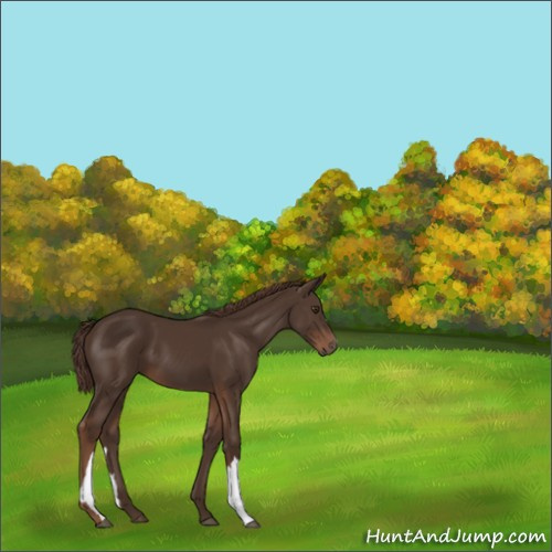 Horse Color:Liver Chestnut 