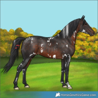Horse Color:White Spotted Brown 