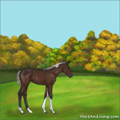 Horse Color:Silver Brown Tobiano 