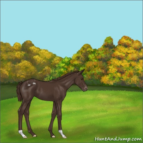 Horse Color:Liver Chestnut Varnish 