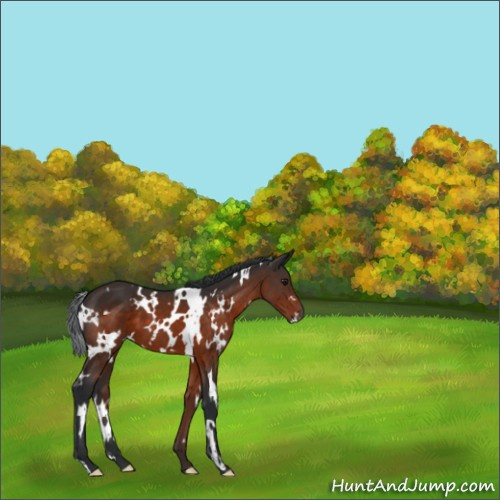 Horse Color:White Spotted Brown 