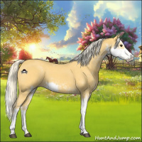 Horse Color:Palomino Sabino 