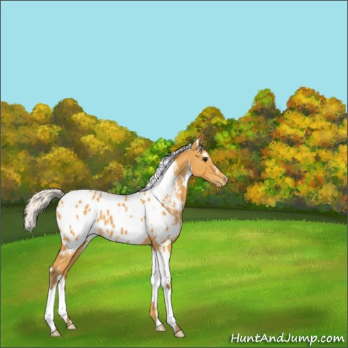 Horse Color:White Spotted Silver Buckskin Appaloosa 