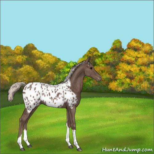 Horse Color:Silver Black Tobiano Appaloosa 