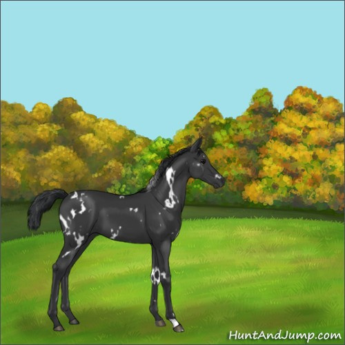 Horse Color:White Spotted Black 