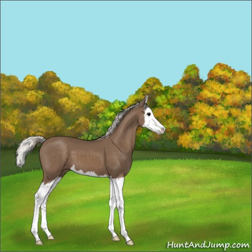 Horse Color:Silver Black Splash 