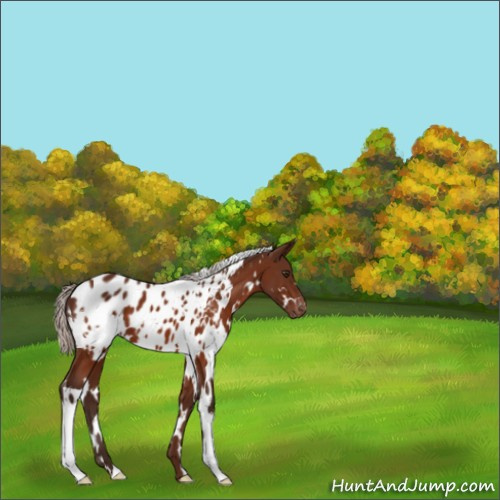 Horse Color:White Spotted Silver Brown Appaloosa 