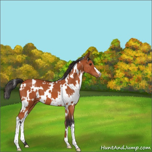 Horse Color:White Spotted Brown 